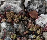 Sedum eriocarpum подвид porphyreum. Зацветающие растения. Республика Кипр, окр. с. Арменохори, невысокий каменистый холм, в углублении камня. 04.04.2026.