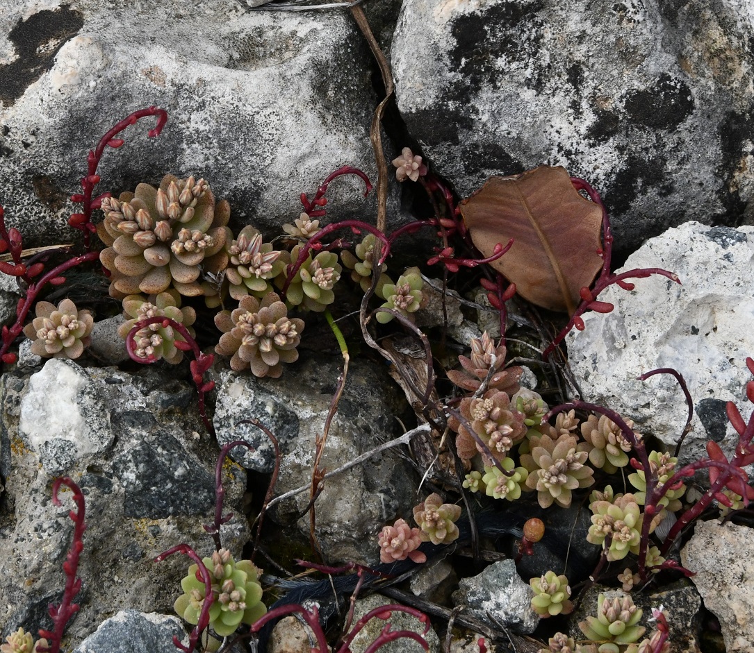 Изображение особи Sedum eriocarpum ssp. porphyreum.