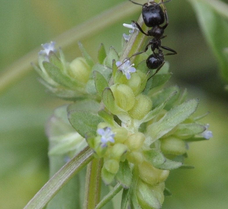 Image of genus Valerianella specimen.