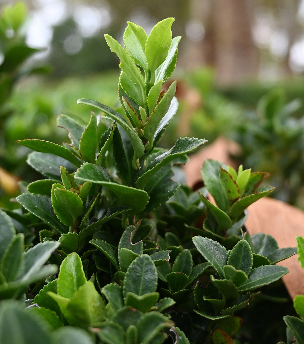 Изображение особи Euonymus japonicus.