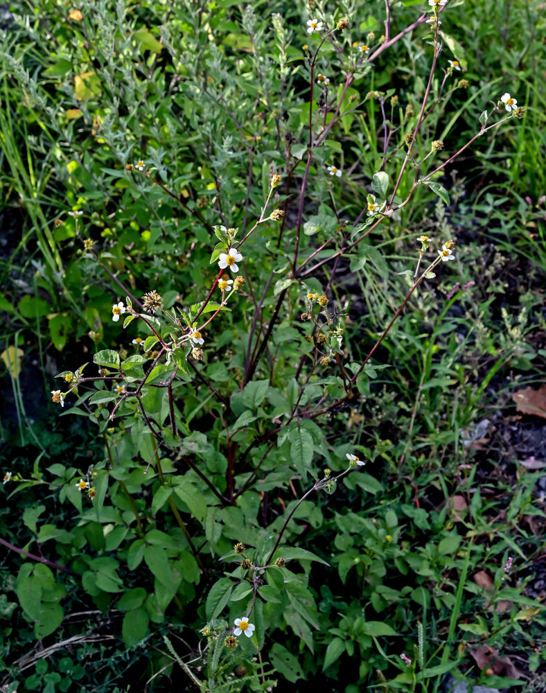 Изображение особи Bidens pilosa.