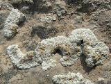Lecanora valesiaca. Сросшиеся талломы с апотециями на карбонатном субстрате. Казахстан. Туркестанская обл., Толебийский р-н, Зап. Тянь-Шань, Сайрам-Угамский нац. парк; выс. 1950 м н.у.м., междуречье рек Каскасу и Сайрам-су, пологое каменистое поднятие с редким можжевельником. 27.04.2026.
