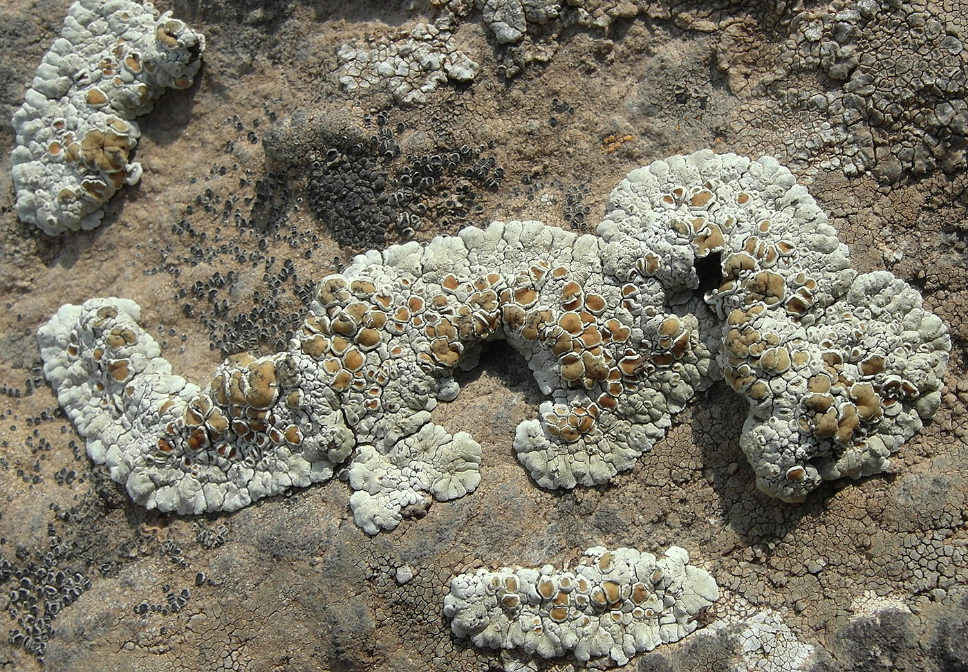 Image of Lecanora valesiaca specimen.