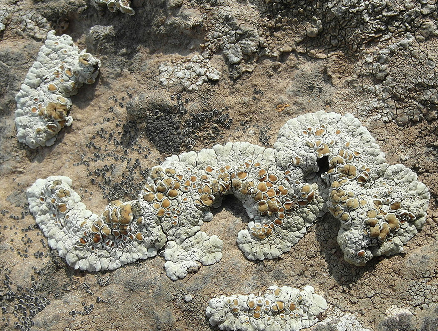 Image of Lecanora valesiaca specimen.