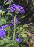 Lunaria annua. Верхушка побега с соцветием с цветками и развивающимися плодами. Каталония, пров. Барселона, комарка Осона, муниципалитет Виланова-де-Сау, водохранилище Сау, залесенный склон сев. экспозиции. 14.04.2026.