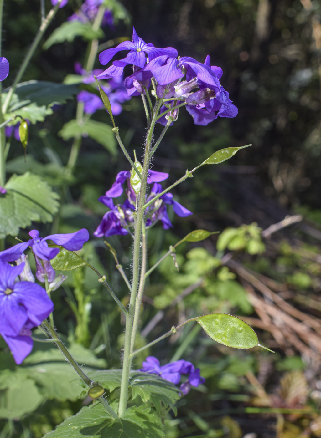 Изображение особи Lunaria annua.