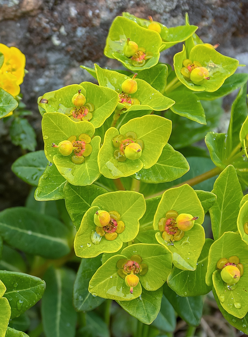Изображение особи Euphorbia komaroviana.