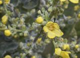 Verbascum pulverulentum. Часть соцветия с цветком, бутонами и незрелыми плодами. Каталония, пров. Жирона, комарка Баш Эмпорда, муниципалитет Санта-Кристина-де-Аро, окр. н.п. Романья-де-ла-Сельва, бровка травяного откоса по обочине дороги. 06.06.2026.