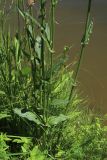 Rumex thyrsiflorus. Нижние части цветущих побегов с погрызенным листом. С.-Петербург, Петергоф, Луговой парк, берег пруда. 07.06.2026.