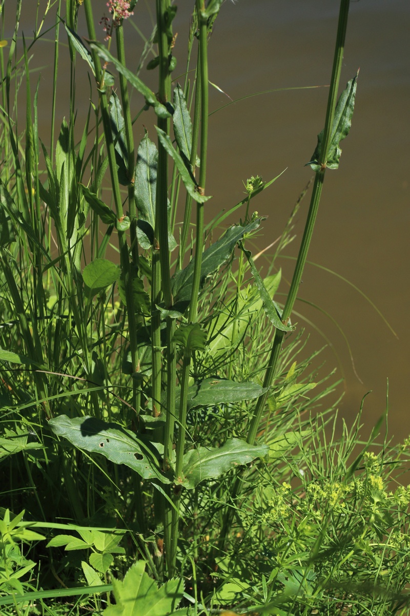 Image of Rumex thyrsiflorus specimen.