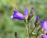 genus Campanula