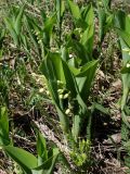 Convallaria keiskei. Бутонизирующие растения. Хабаровский край, г. Комсомольск-на-Амуре, берег ручья Тёплый ключ. 27.05.2026.
