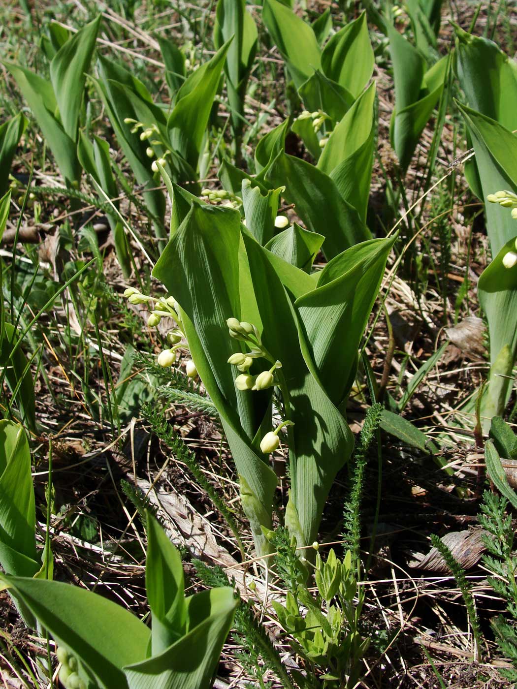 Изображение особи Convallaria keiskei.