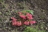 род Euphorbia