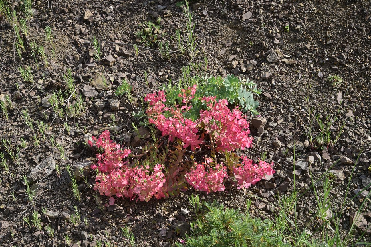 Изображение особи род Euphorbia.