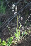 Rindera oblongifolia