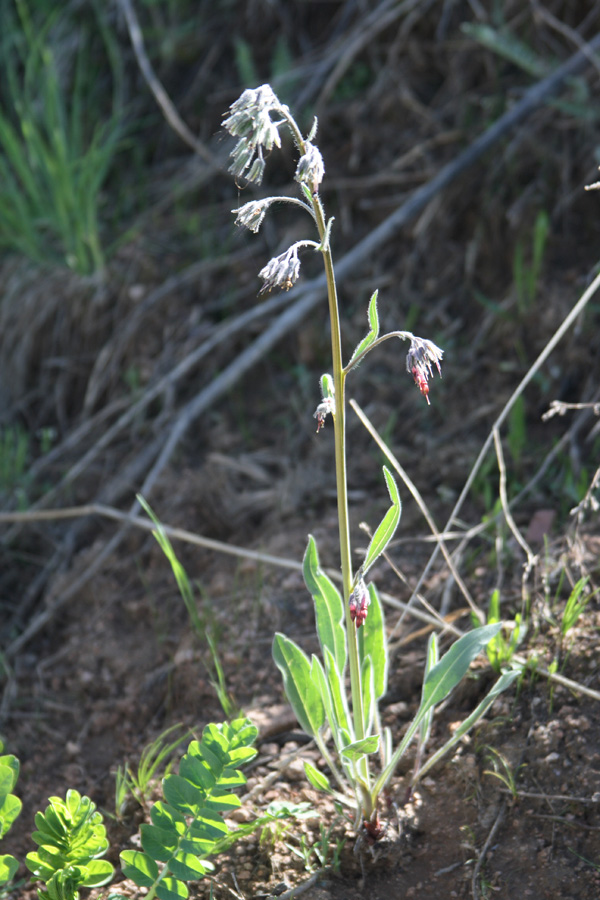 Изображение особи Rindera oblongifolia.