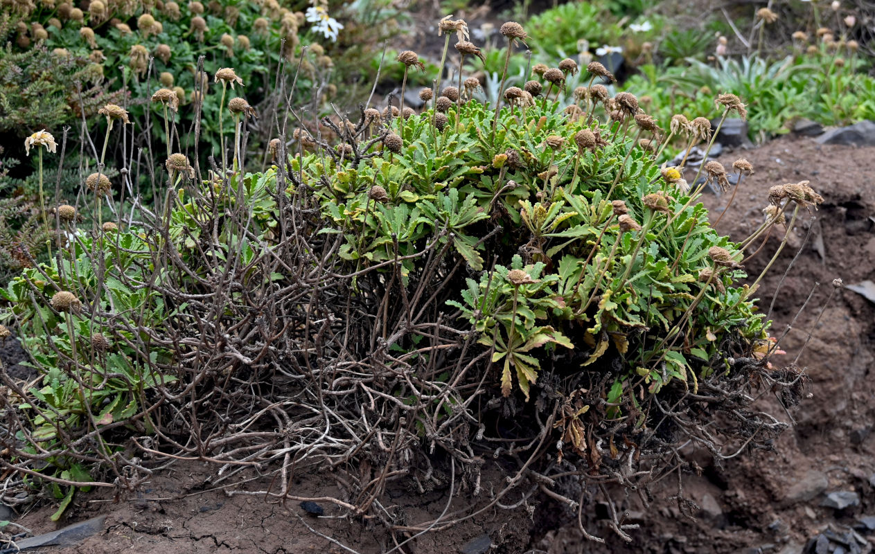 Image of Argyranthemum pinnatifidum ssp. succulentum specimen.