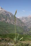genus Eremurus. Цветущее и плодоносящее растение. Таджикистан, Гиссарский хр., дол. р. Зидды, стационар Сияку, ≈ 2590 м н.у.м., обочина дороги. 23 июня 2026 г.