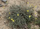 Helianthemum songaricum