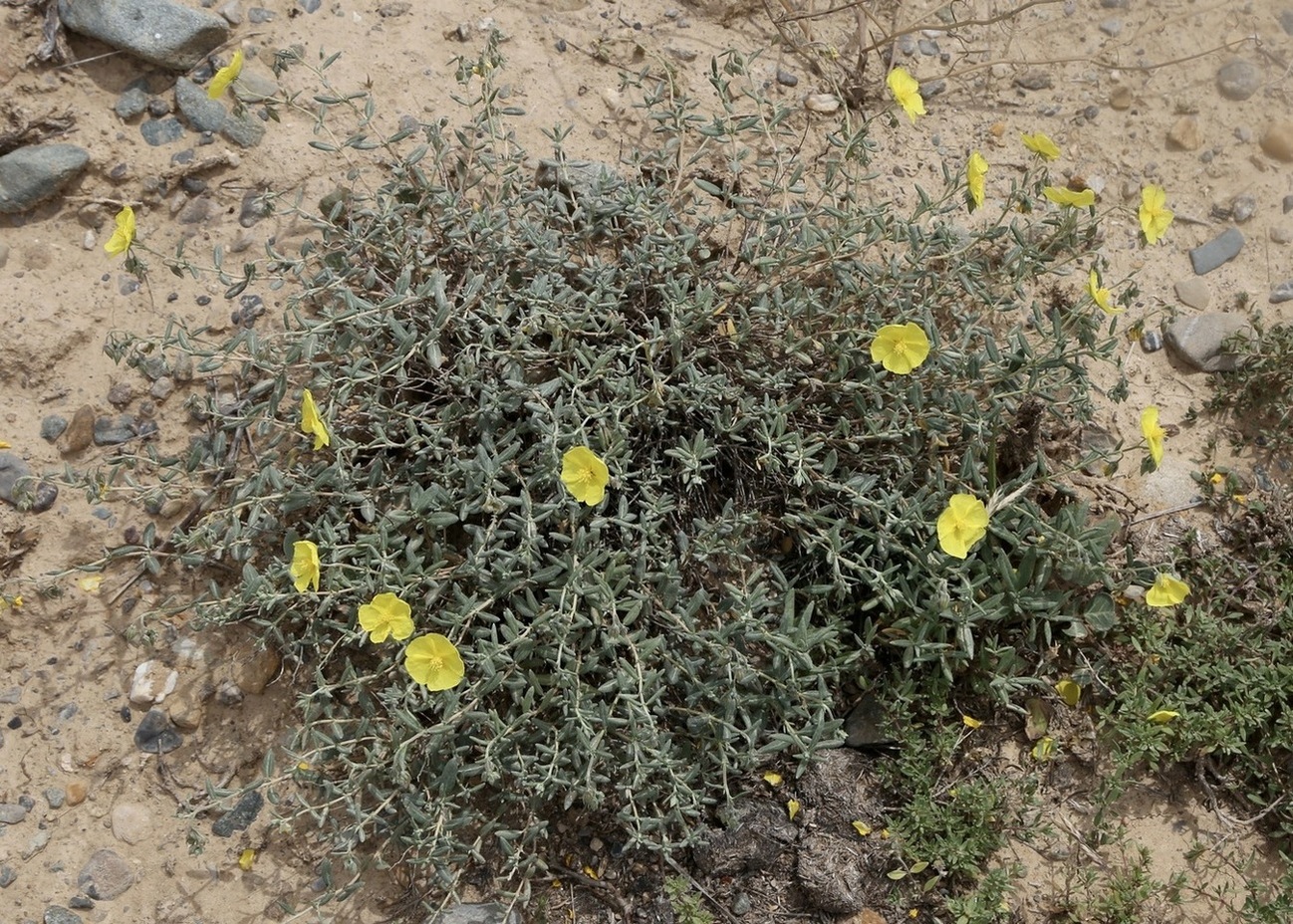 Image of Helianthemum songaricum specimen.