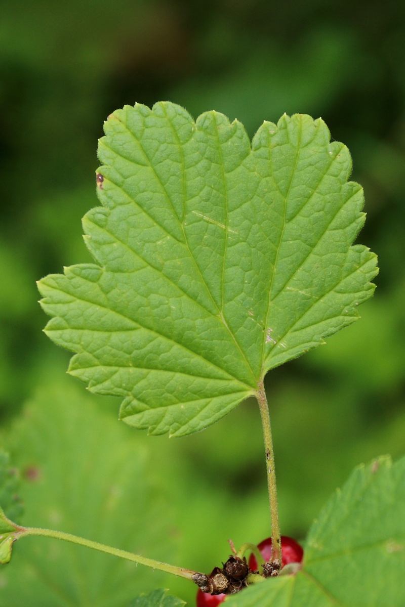 Изображение особи Ribes rubrum.