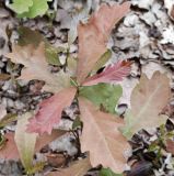 Quercus robur. Верхушка молодого растения. Волгоград, Красноармейский р-н; Ергенинская возвышенность, Чапурниковская балка. 05.06.2026.