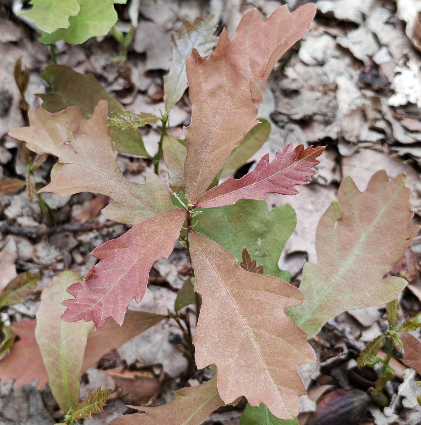Изображение особи Quercus robur.