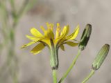 genus Chondrilla. Цветущее и развивающиеся соцветия. Таджикистан, Горно-Бадахшанская автономная обл., Рошткалинский р-н, окр. кишлака Дашт, дол. р. Шахдара, ≈ 2650 м н.у.м., частично закреплённые пески. 1 июля 2026 г.