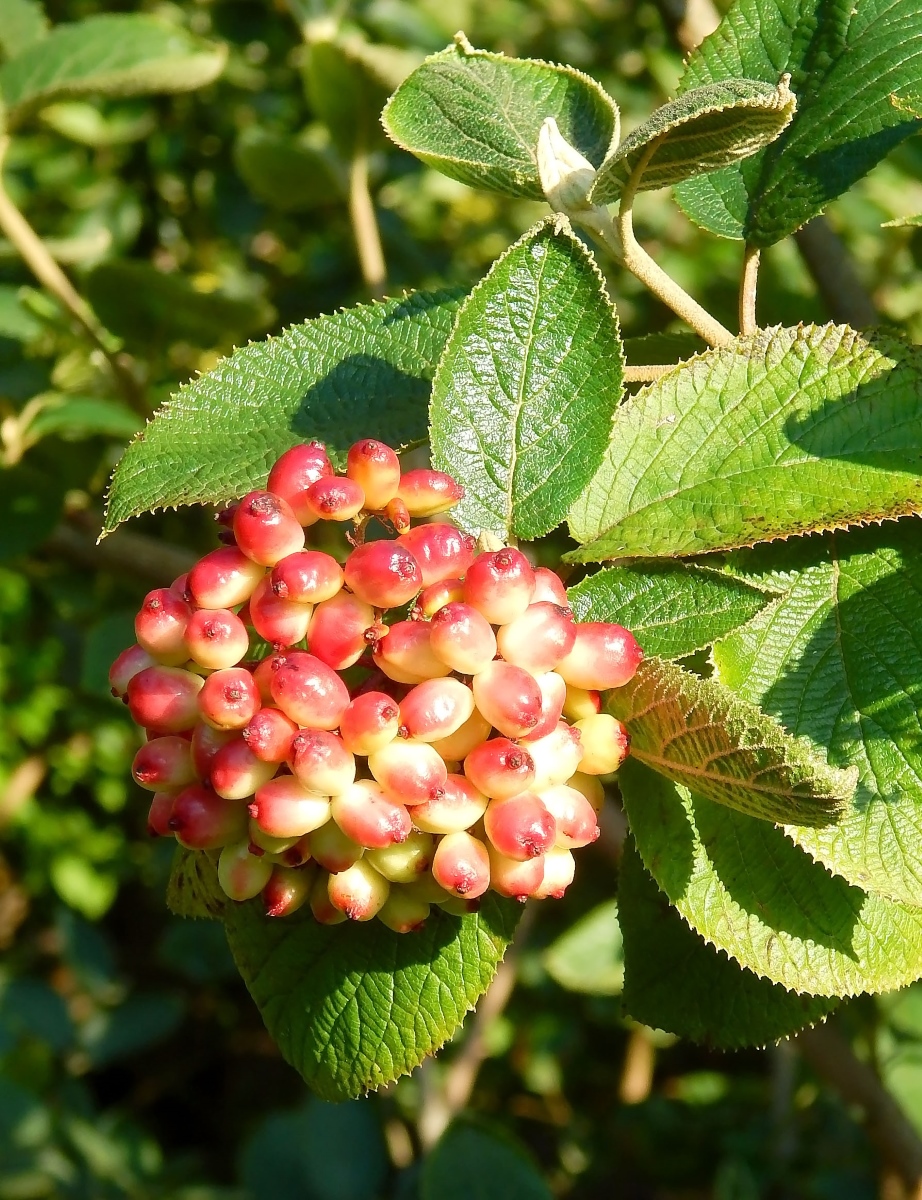 Image of Viburnum lantana specimen.