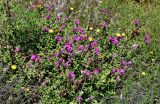 Antirrhinum cirrhigerum