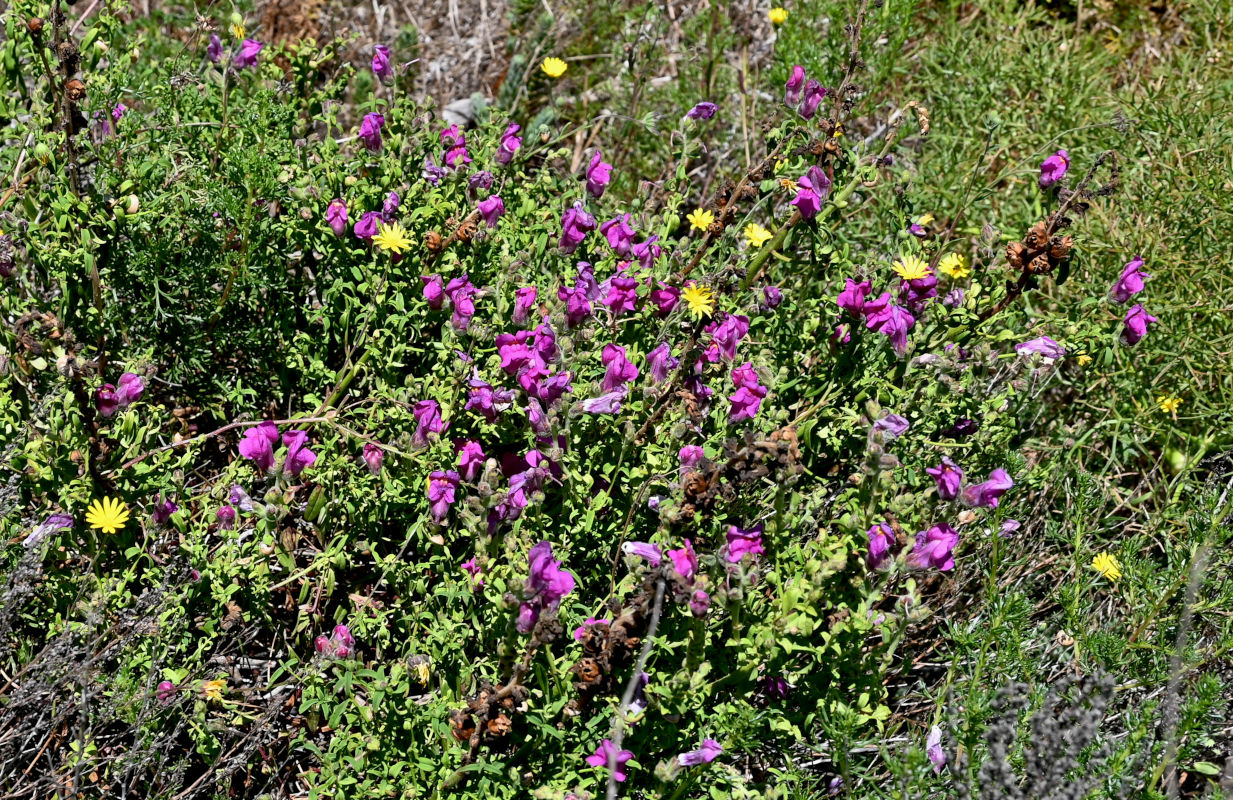 Изображение особи Antirrhinum cirrhigerum.