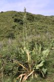 Eremurus robustus. Плодоносящие растения в сообществе с Rosa platyacantha, Ligularia heterophylla (широкие листья), Allium caeruleum, Betonica betoniciflora, Nepeta nuda. Кыргызстан, Джалал-Абадская обл., Тогуз-Тороуский р-н, 4 км к югу от с. Чет-Булак; 2050 м н.у.м., разнотравный сай. 11.07.2026.