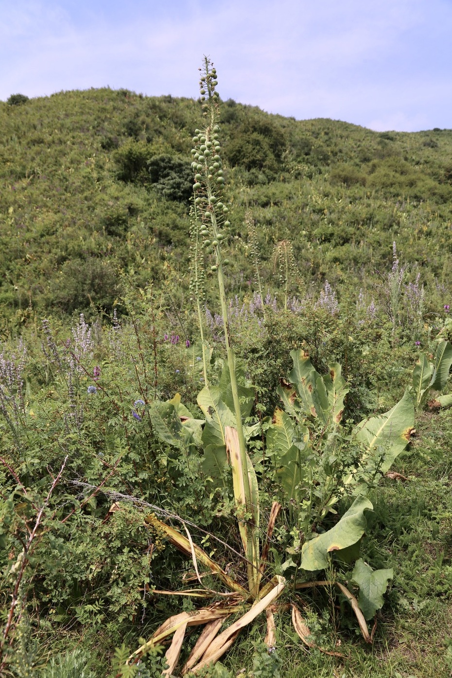 Image of Eremurus robustus specimen.