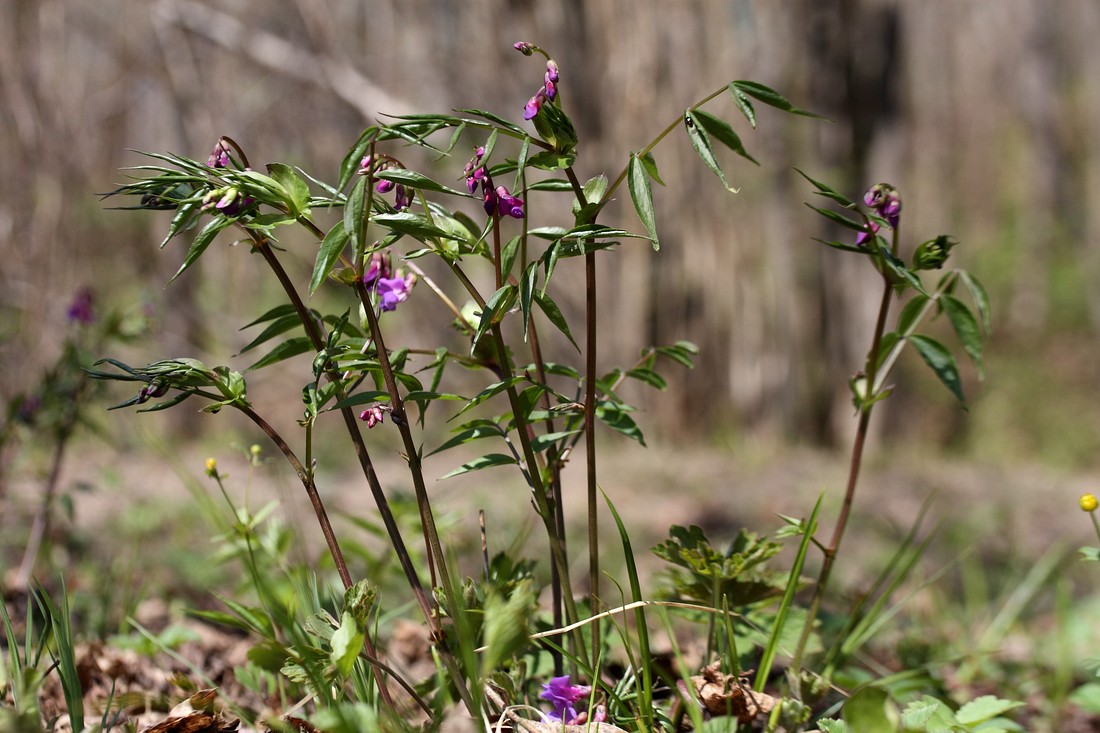 Image of Lathyrus vernus specimen.