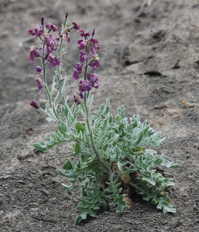 Image of Matthiola odoratissima specimen.