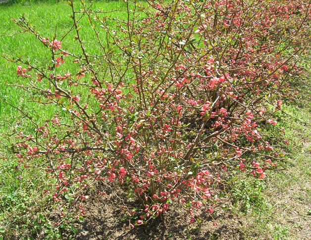 Изображение особи Chaenomeles japonica.