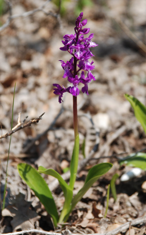 Image of Orchis mascula specimen.