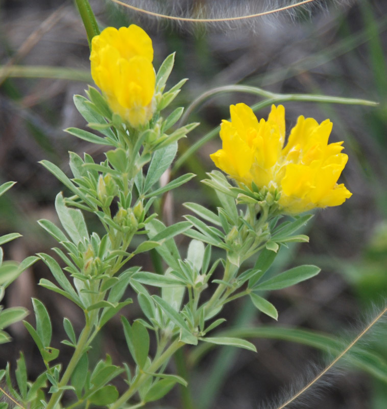 Image of Chamaecytisus austriacus specimen.