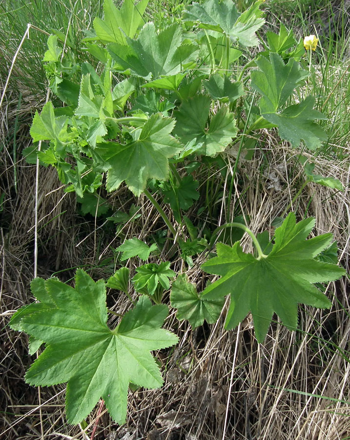 Изображение особи род Alchemilla.