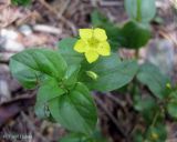 Lysimachia nemorum. Верхушка побега с цветком и бутонами. Украина, Ивано-Франковская обл., Надворнянский р-н, Природный заповедник \"Горганы\", грунтовая дорога в еловом лесу. 18 июня 2011 г.