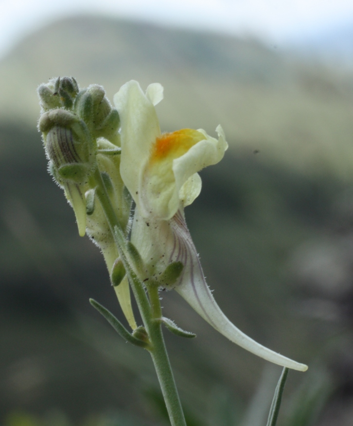 Image of Linaria debilis specimen.