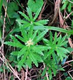 Rhodiola stephanii