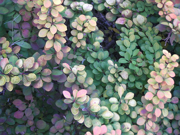 Image of Berberis thunbergii specimen.