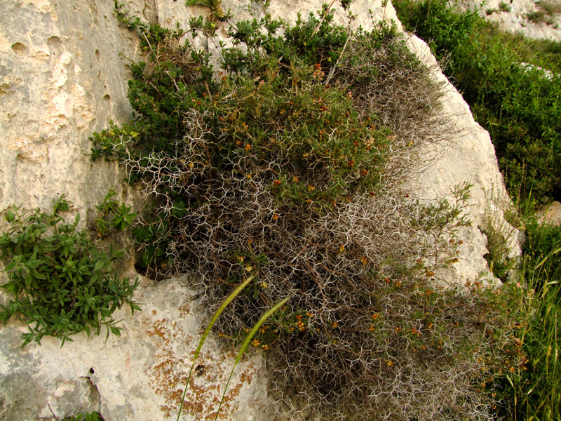 Изображение особи Sarcopoterium spinosum.