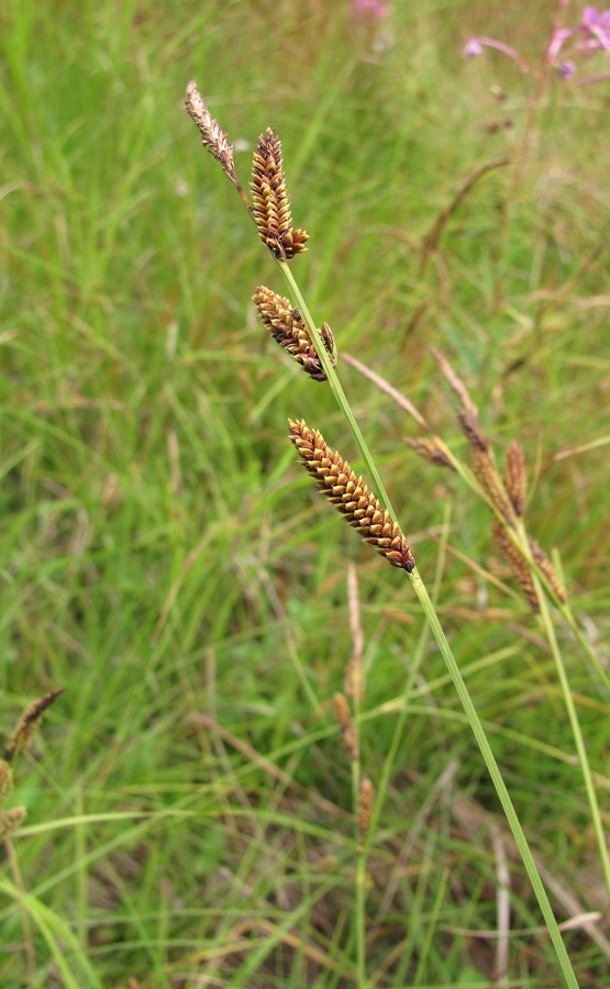 Изображение особи род Carex.