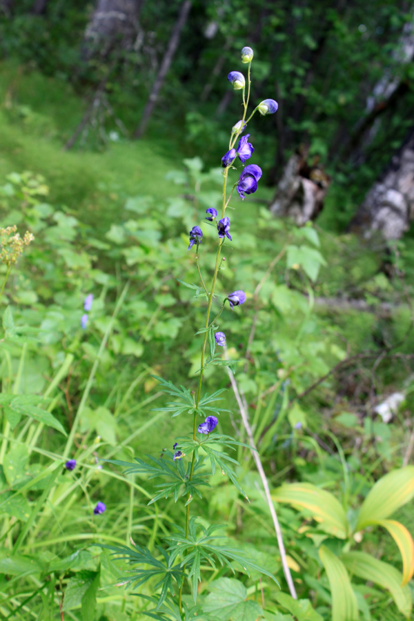 Image of Aconitum baicalense specimen.