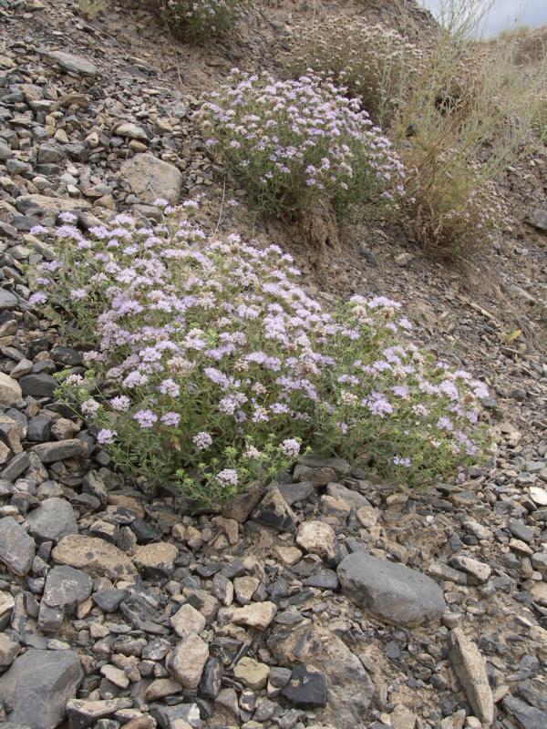 Image of Ziziphora clinopodioides specimen.