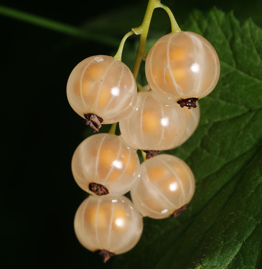 Image of Ribes rubrum specimen.