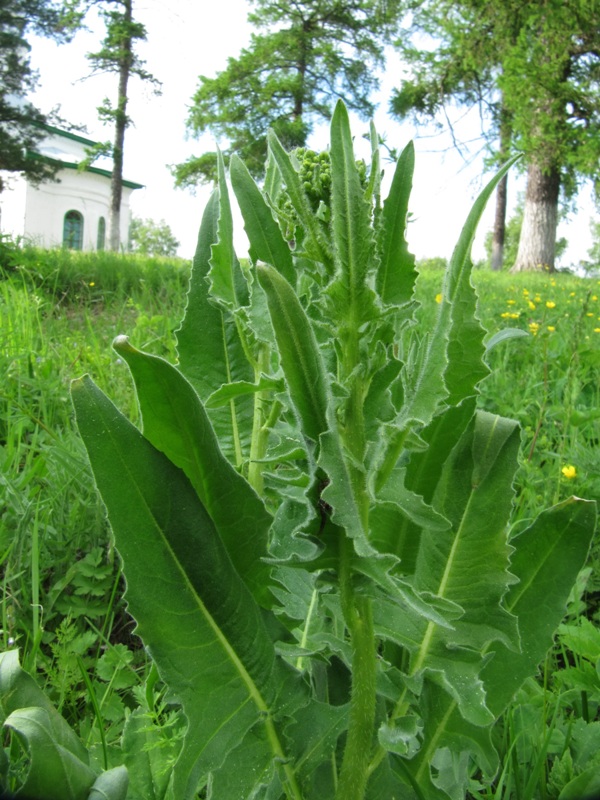 Image of Bunias orientalis specimen.